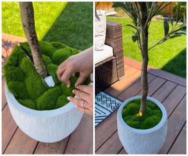 On the right is a planter fill with moss with a small light poking out, next to the stem of the olive tree. On the left, is the olive tree in the planter on a deck with a small light illuminating the trunk.