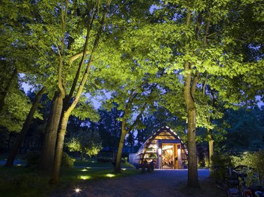 Up lighting on trees