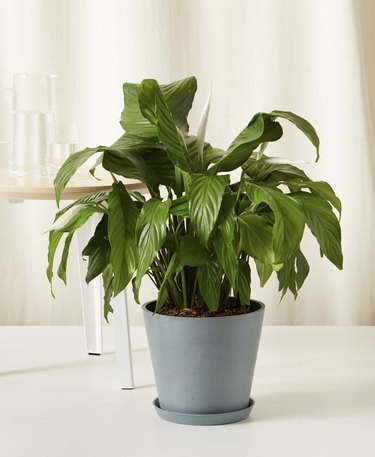 Peace Lily plant in grey blue planter