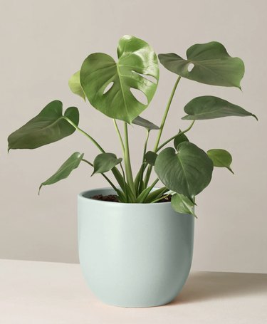 Monstera Deliciosa plant in mint planter