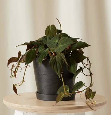 Philodendron Micans Velvet