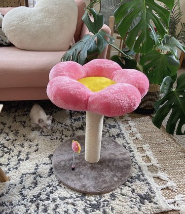 flower cat tree with small kitten