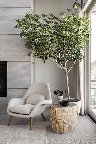 A white chair sits in the corner of a bedroom in front of a potted olive tree and beside a tree trunk accent table.