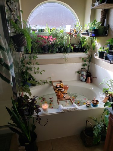 bathtub surrounded by green plants