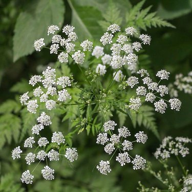 Poison hemlock