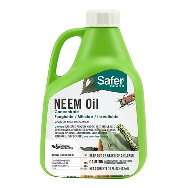 Safer Neem Oil product bottle