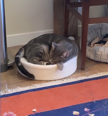 Jameson lying next to his old cat bed that we now use as toy storage.