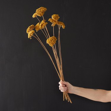 person holding a dried yarrow bunch