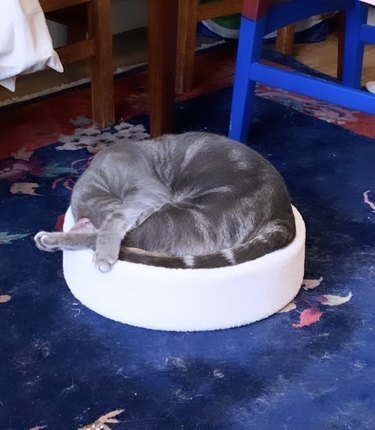 cat curled up in bed