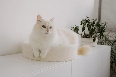 boucle cat bed
