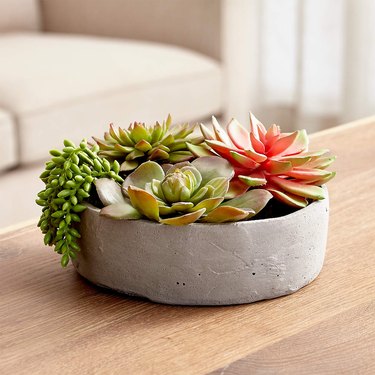 a succulent in a bowl on a wooden table