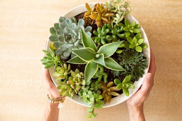 a succulent in a bowl on a wooden table