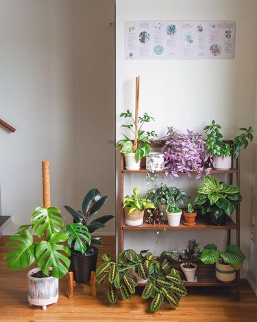 tiered shelf with several plants on each level