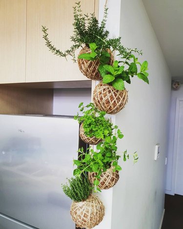 kokedama, plants with round soil balls, hanging in kitchen