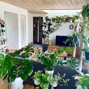 living room with plants everywhere