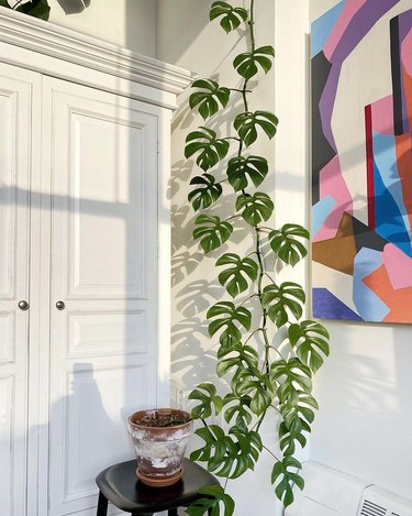 tall monstera plant in corner of room