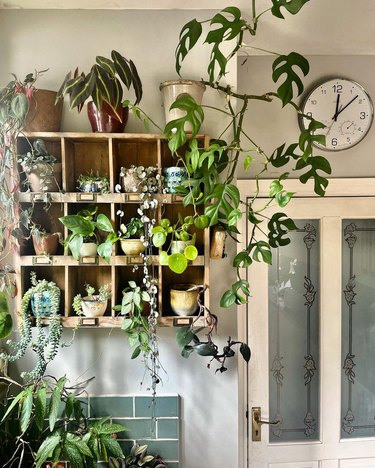 hanging apothecary shelf filled with small plants