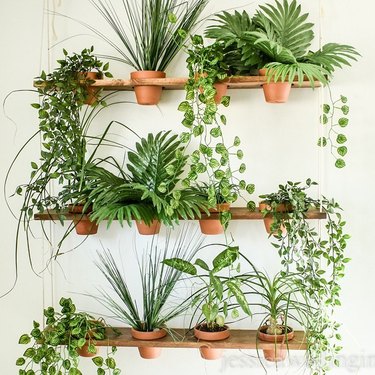 shelves of plants against a white wall