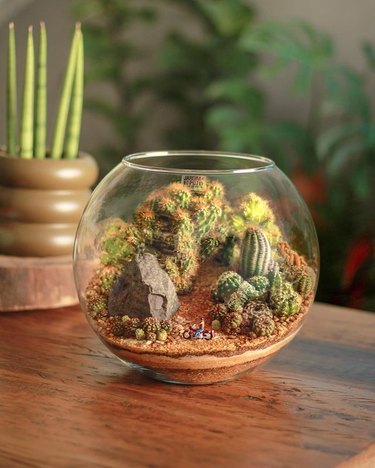 small cactus terrarium with tiny figurine of man on motorcycle inside