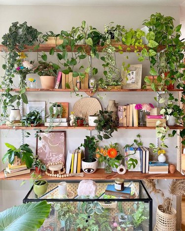 living room with set of wall shelves, the top shelf lined with vining plants