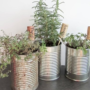 three aluminum cans with herbs growing out of them