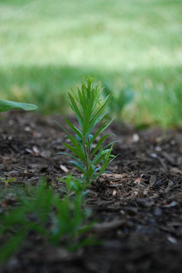 A milkweed plant growing out of brown mulch. In the background, you can see grass.