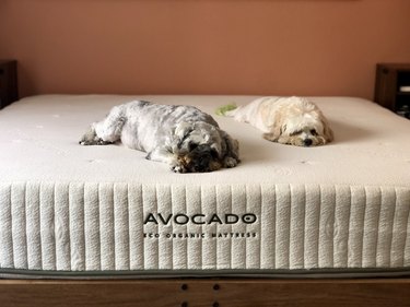 two dogs rest on an Avocado Eco Organic mattress
