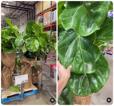 Fiddle leaf fig trees at Costco