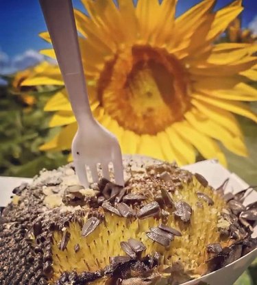 Grilled sunflower head