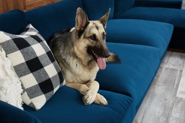 best couches for pets