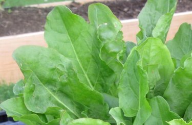 French sorrel lettuce planted in a garden