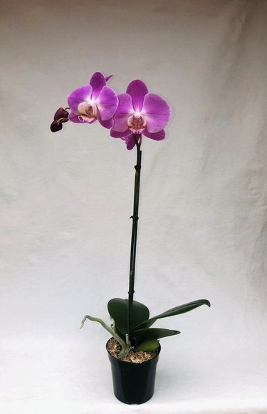 The Home Depot Phalaenopsis Orchid