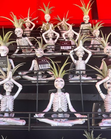 Trader Joe's meditative skeleton plants on black shelving in the store.