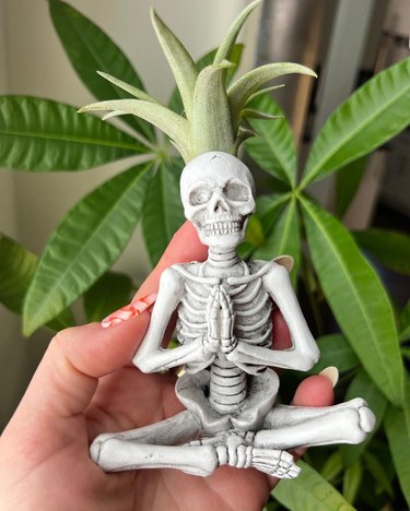 Trader Joe's skeleton plant in a meditative pose. A hand is holding it up in front of a larger plant.