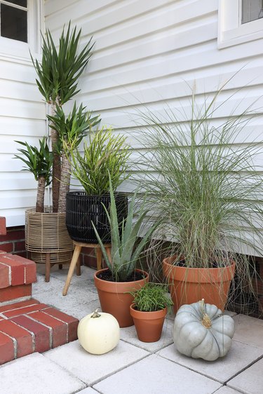 Mixture of succulents and grasses in pots on porch area