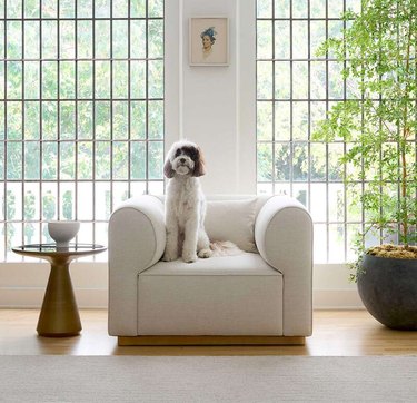 boxy white club chair with dog