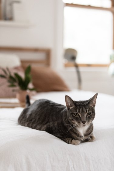 tabby cat sitting on a white bed sheet