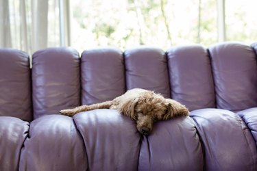 A dog sleeping on a purple leather sofa.