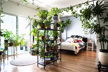 Bedroom with colorful bedsheets, light blue walls, wicker hanging lamp, several large plants, and large window on wood floor