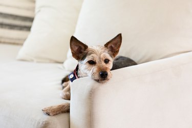 dog on white couch