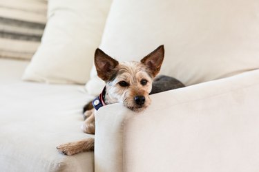 How to CLEAN COUCH and REMOVE ODORS!! Dog, Pet, Smoke (CHEAP & SO EASY!!! )