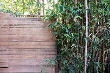 wood fence and bamboo