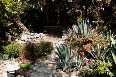 outdoor plants with stone steps