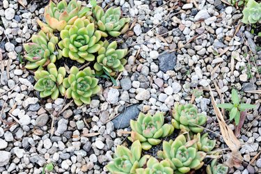Two green succulents in gravel