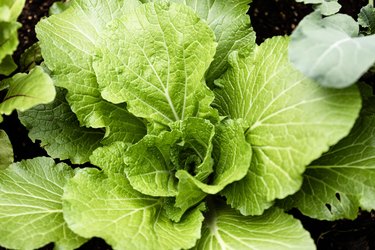 Green lettuce