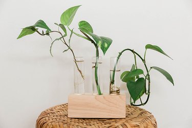 Growing plants in a DIY wood and glass propagation holder