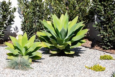 A garden with green succulent plants in gravel