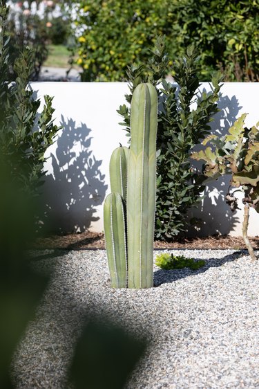 Large cacti on gravel with a white garden wall