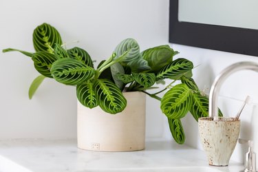 White vanity countertop with a potted plant
