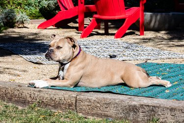 A dog sitting on outdoor rugs with red Adirondack chairs behind